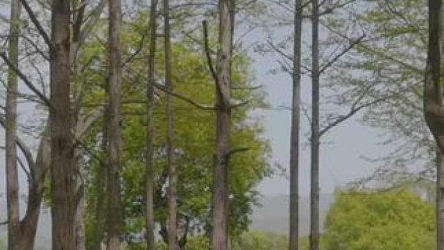 春日露营美好瞬间#露营报告 #户外 #野营