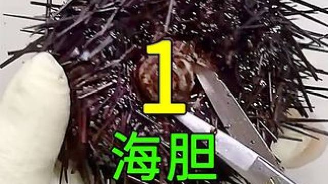 <第1/3集>海胆的秘密，出海捕捞，一人一天数百斤#纪录片充电计划 