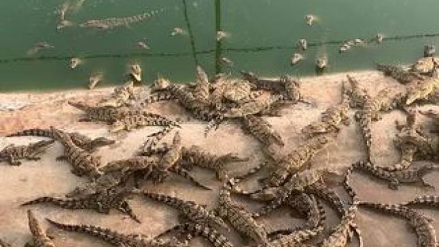 饥饿的鳄鱼狗屎都吃得下