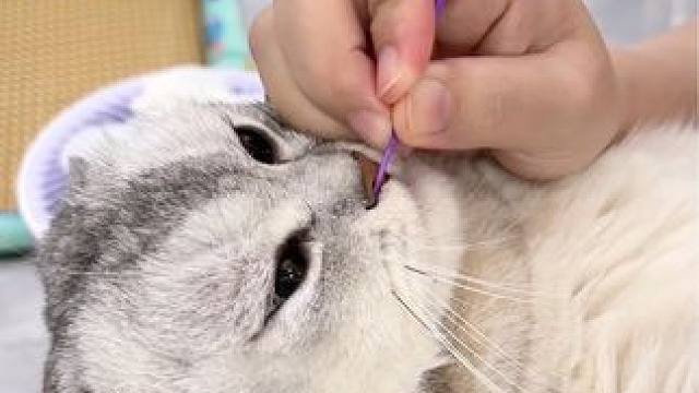 今天给蛋蛋掏鼻、擦眼睛、剪指甲、掏耳朵 #我和我的猫 #记录猫咪日常