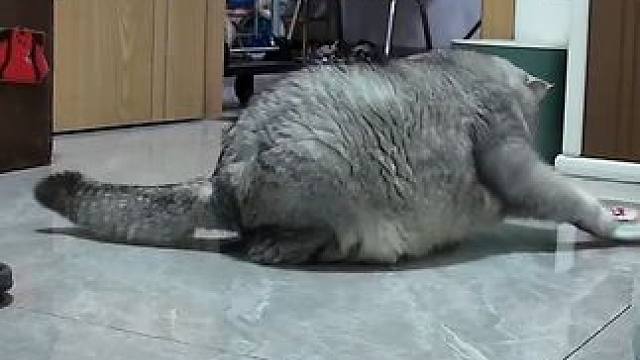 蛋蛋有好多玩具啊 