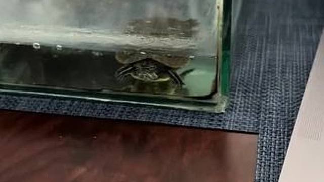 #分享国外有趣的视频 #海外视频 #国外视频分享