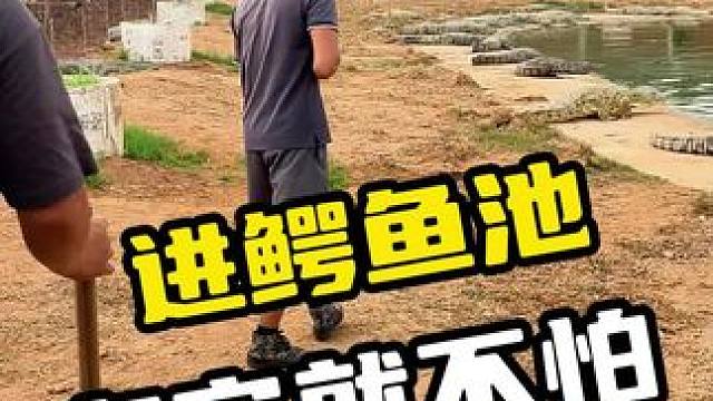 进鳄鱼池有它就不怕#鳄鱼 #鳄珍 #鳄鱼养殖场