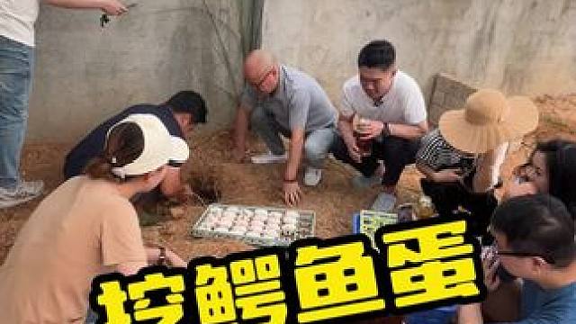 挖鳄鱼蛋悟出的哲理#鳄鱼 #鳄珍 #鳄鱼皮带