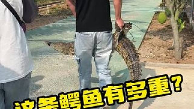 这条鳄鱼有多重？要换着抬#鳄鱼 #鳄珍 #鳄鱼皮带 #鳄鱼养殖场 #内容过于真实