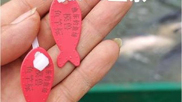 模兽三代加强版鱼杆，有钓友来自取吗？#钓鱼 #钓鱼人 #2024dou来