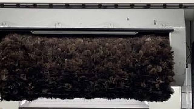 没去车展，发个"毛"啊？！到底是鸵鸟哪个部位的毛呢#鸵鸟 #毛 #带你懂车 #汽车制造 #涂装