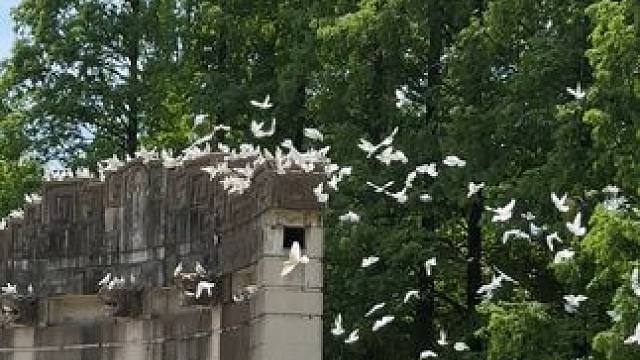 12年后重游南京，只有那年胜年年#梧桐大道 #脑海记忆