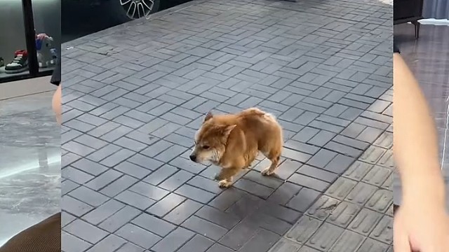 这是什么品种啊这是？