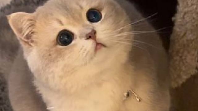 笨蛋小猫 开心就好#小猫日记