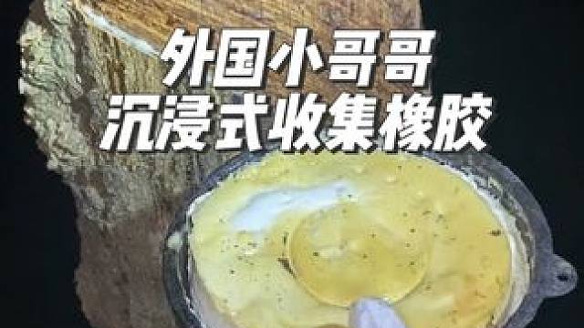 外国小哥哥沉浸式收集橡胶#diy #橡胶树 #极度舒适 #沉浸式#解压