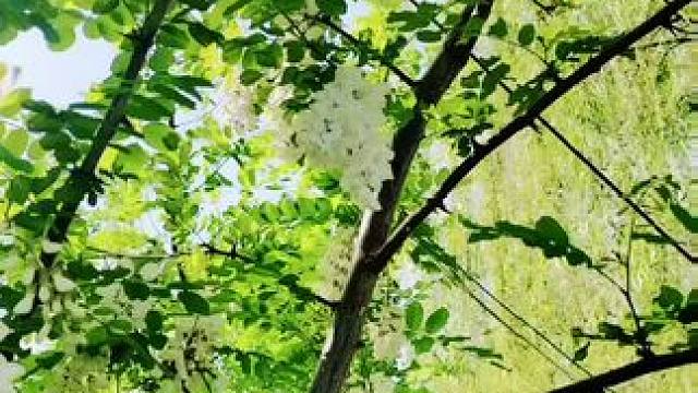 #聆听大自然的旋律 我负责拍摄！
家人们来欣赏！#又是一年槐花香 ！户外拍摄#槐花香 ⭐️⭐️