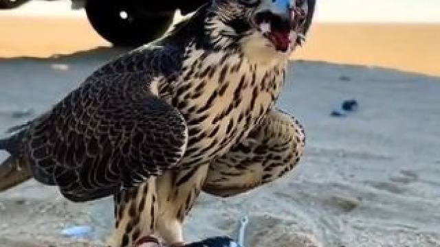 阿拉伯土豪沙漠里玩海东青#国外视频分享 #国外合法狩猎 #奇妙的动物