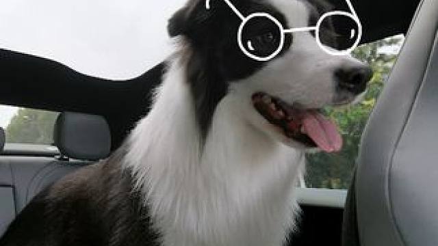 阳光正好，快带着毛孩子开着蔚来去兜风吧~ 4月26日-5月19日，前往安徽区域任意蔚来门店，完成首次