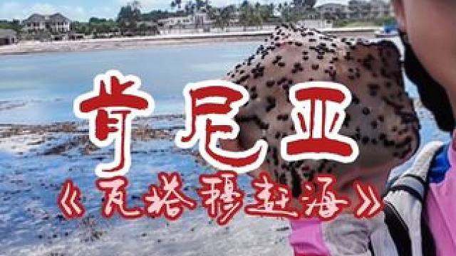 第一次在非洲赶海，黑压压的一片全是海胆，当地人也不吃这个，最终是惊喜还是惊吓呢#环球旅行 #非洲肯尼