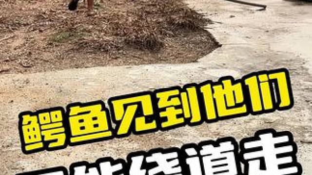 鳄鱼见到他们，只能绕道走#鳄鱼 #鳄珍 #鳄鱼蛋