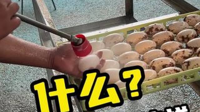 什么？洗鳄鱼蛋要这样#鳄鱼 #鳄珍 #鳄鱼养殖场