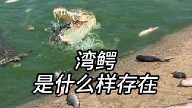 看看湾鳄在鳄鱼池里干饭！ #鳄鱼 #鳄珍 #鳄鱼养殖场