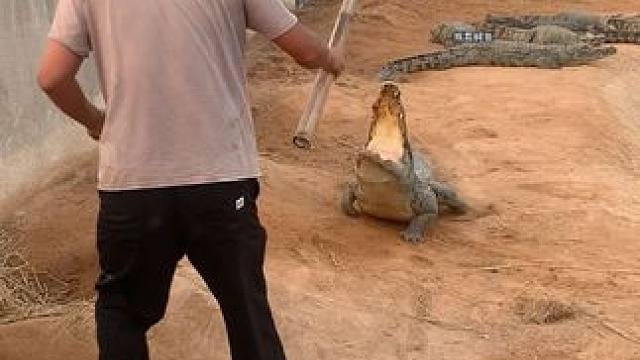 皮痒小伙逗鳄鱼、差点被鳄鱼开大 #鳄鱼  #好大一条鱼