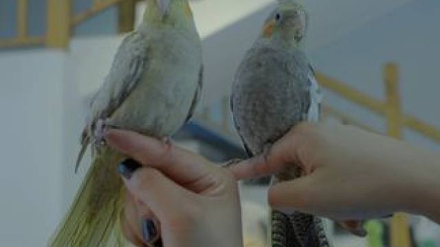 九峰山景区 #养在九峰山 为了寻找你，我搬进鸟的眼睛，经常盯着路边的风，也忘了猎人的眼睛。#旗袍 #