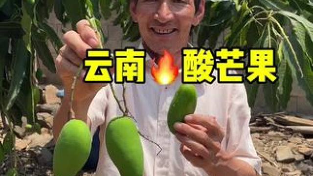 这云南的酸芒果 你们吃过吗？#酸芒果#水果#美食#记录农村生活#支持三农扶持三农发展