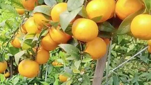 #新鲜采摘 #口感特别好 #纯天然绿色食品 #要吃的快来哟 #沃柑基地