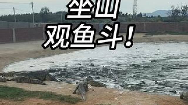 鳄鱼聚众闹事！！ #鳄鱼 #鳄鱼养殖场 #农村生活