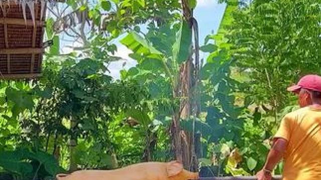 烤乳猪#农村生活 #美食vlog #乡村味道 #美食分享 #烤乳猪