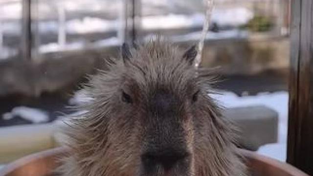 卡皮巴拉
#小动物们能有多治愈 #野生动物零距离 #动物解说 #嗦虾撸串新食尚  