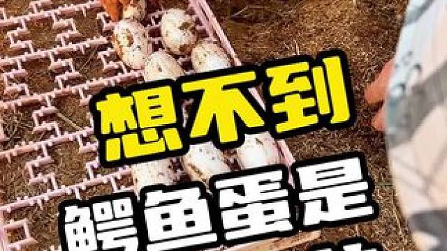 想不到鳄鱼蛋是挖出来的#鳄鱼 #鳄珍 #鳄鱼养殖场