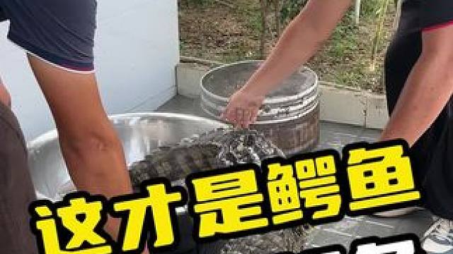 这才是鳄鱼原本的颜色#鳄鱼 #鳄珍 #鳄鱼养殖场
