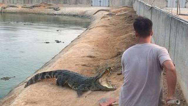 捡个蛋太不容易了，被鳄鱼恐吓#鳄鱼 #好大一条鱼