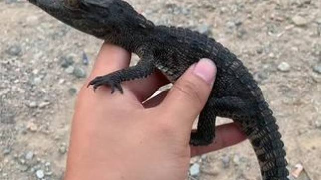 钓啥鱼不如玩鳄鱼#鳄鱼 #奇妙的动物 #万物皆可盘