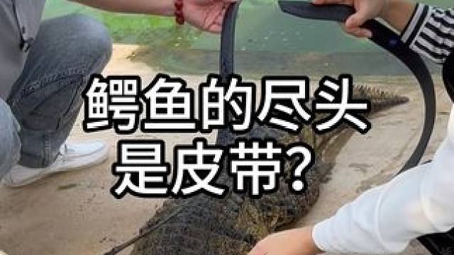 鳄鱼：你说我这一生能走到对岸吗 #鳄鱼 #鳄鱼养殖场 #鳄珍 #农村生活