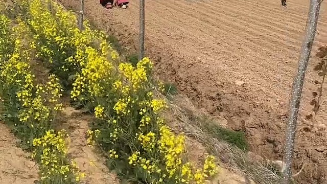 面朝黄土背朝天