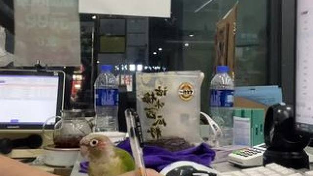 一只想让你陪它玩的小鸡，#手养鹦鹉