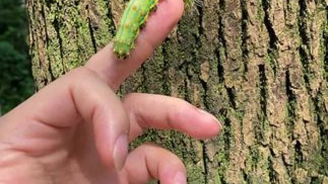 地上捡的，已经放归大自然！#毛毛虫 #大自然在我手中 #知道它叫什么吗