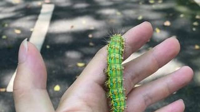 说了是一只蚕你们不信？#毛毛虫 #大自然在我手中