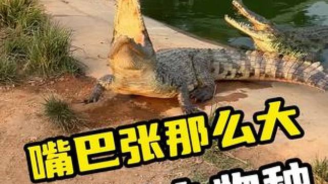 嘴巴张那么大，这是什么物种#鳄鱼 #鳄珍 #鳄鱼养殖场