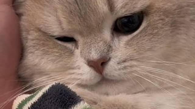 欸 肖胖的毛毛都去哪了呢#小猫日记