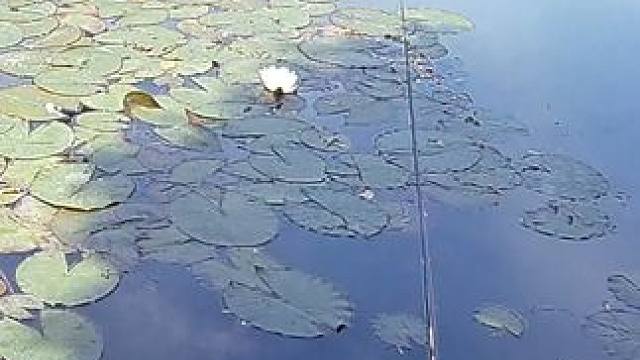 就是这个钓位，你们自己看视频对比吧，下来几天我不来这里了 #野钓 #大板鲫 #鲤鱼 #爆护 #热点