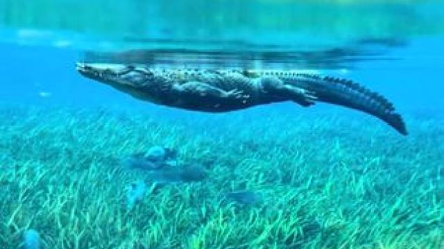 #国外视频分享 #野生动物零距离 #鳄鱼