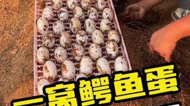 一窝鳄鱼蛋，这数量惊人呀#鳄鱼 #鳄珍 #鳄鱼养殖场