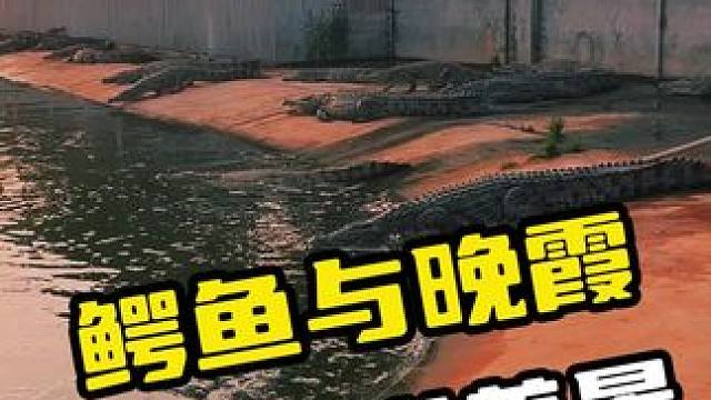 鳄鱼与晚霞就是一道美景#鳄鱼 #鳄珍 #鳄鱼养殖场