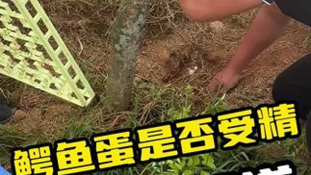 鳄鱼蛋是否受精，三天就知道#鳄鱼 #鳄珍 #鳄鱼养殖场