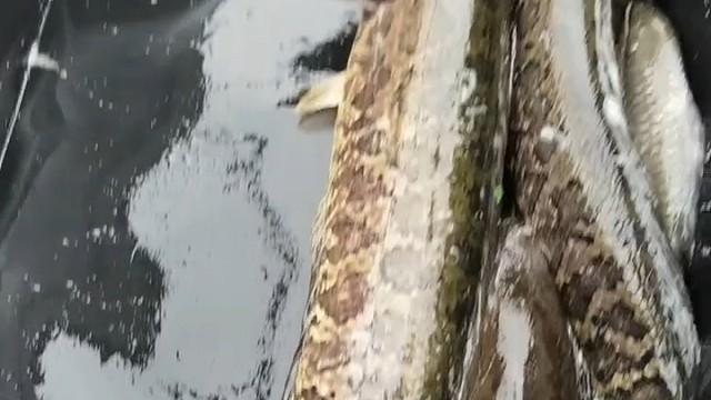 必须多搞点花蓝了