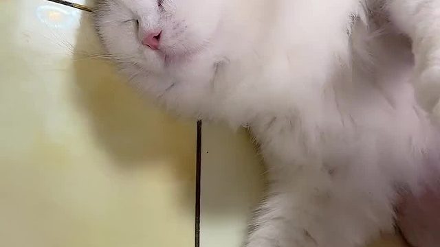 都过预产期好几天了还不生呢。#猫咪的迷惑行为 #记录猫咪日常