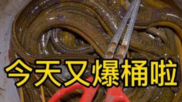 没想到稻田里鳝鱼这么多？七八两的鳝鱼逮到手软，一抓就是一大桶 #我的乡村生活 #户外 #农村生活 #