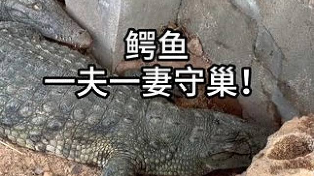 凶残的外表下，竟也有复杂的情感！ #鳄鱼 #鳄珍 #农村生活