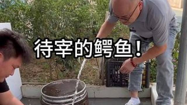 鳄鱼都有什么菜名？ #鳄鱼 #鳄珍 #农村生活